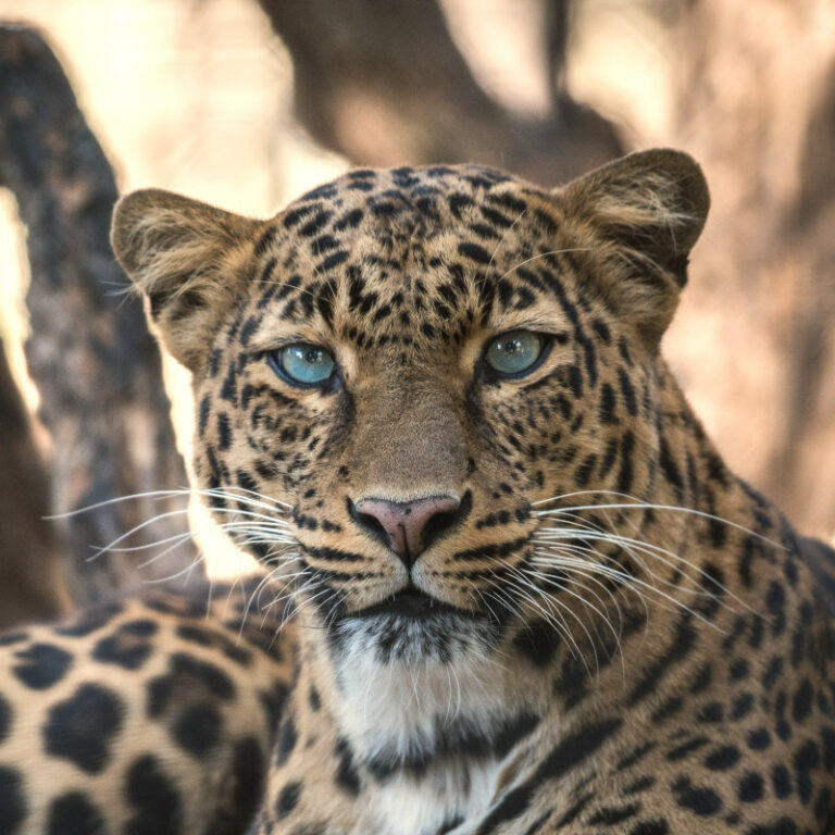 ngorongoro