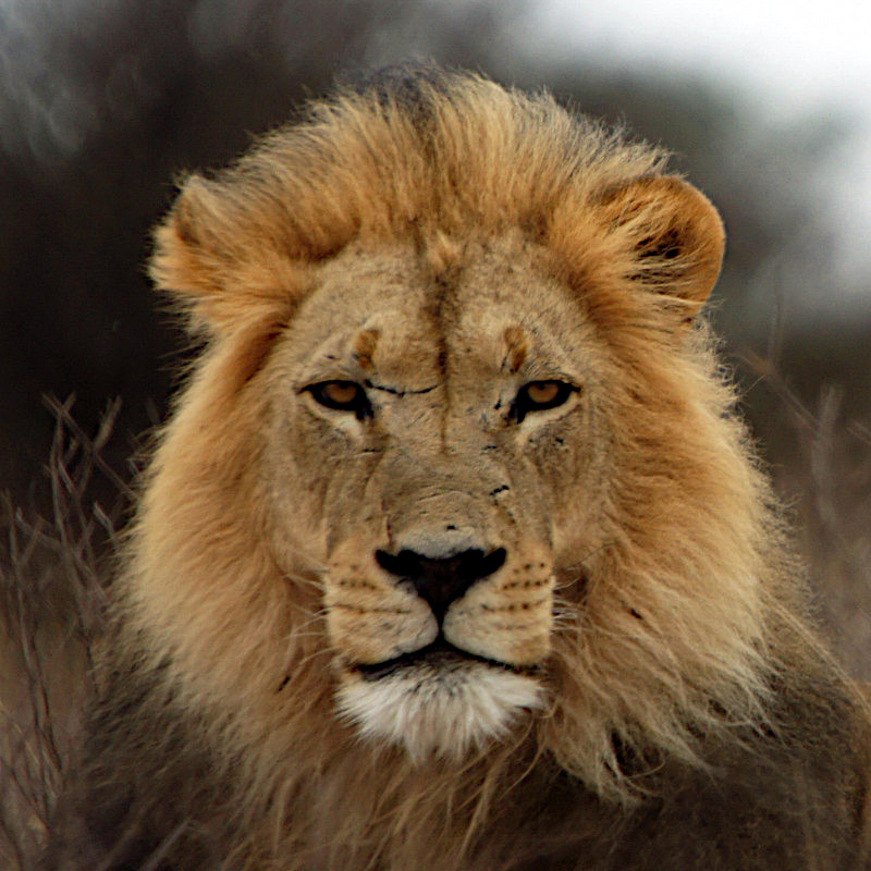 african lion