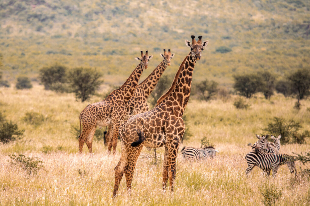 6 day Tanzania Safari