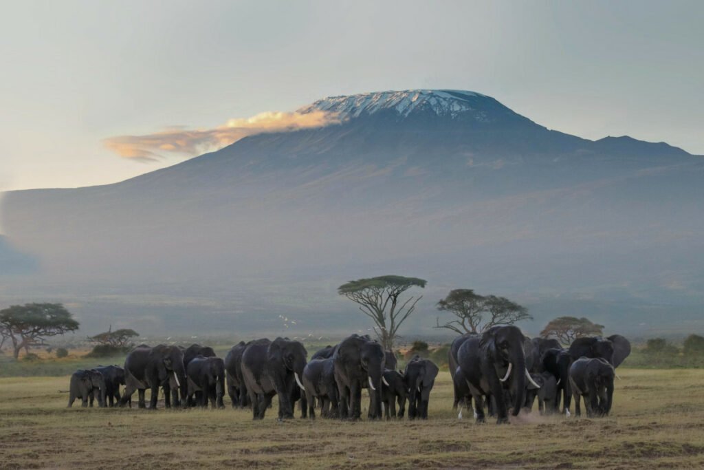 kilimanjaro