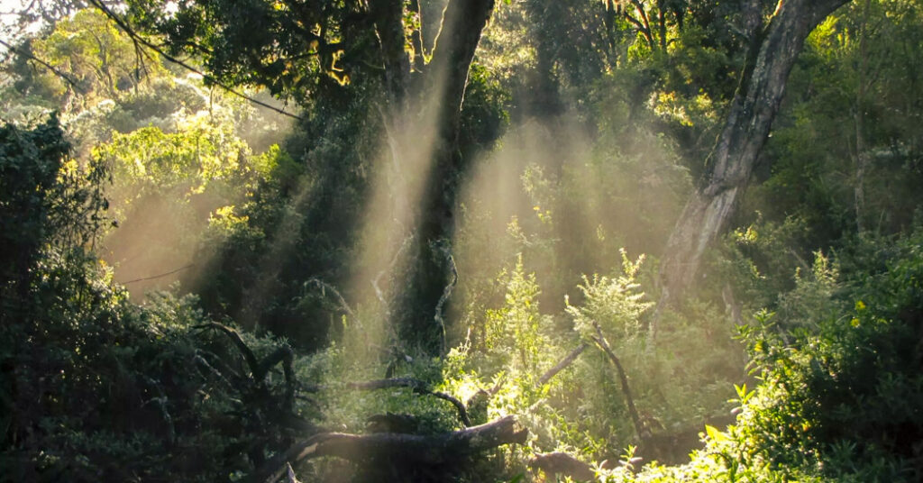 Kilimanjaro Lemosho Trekking Tour - Ascent to Mti Mkubwa Camp