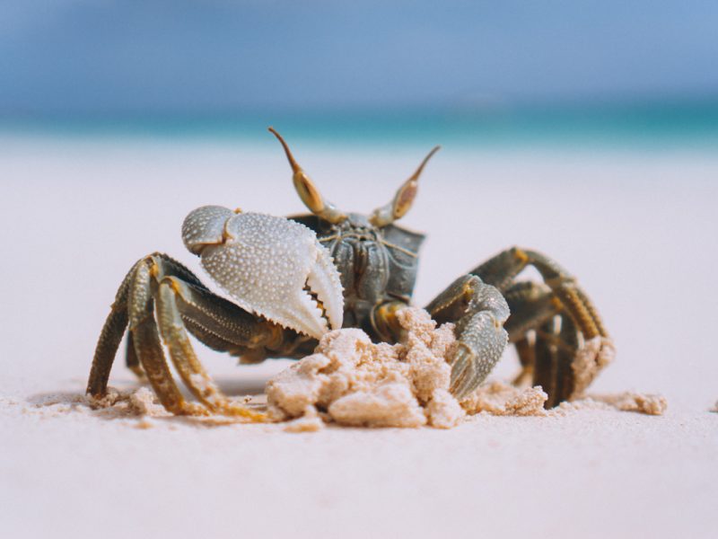 Little cute crab at the beach by the ocean