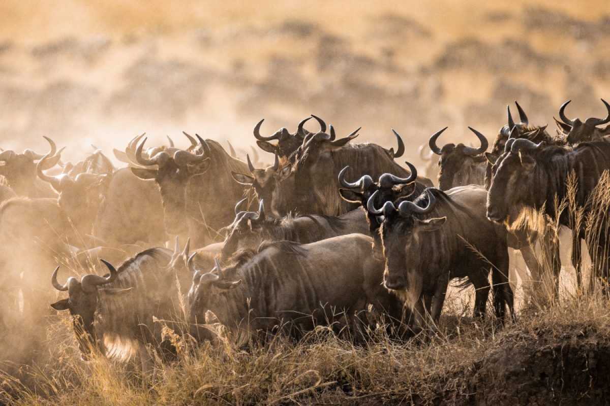 The Great Migration in the Serengeti - Tanzaniatrail